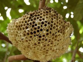 空氣門作用 蜜蜂的窩